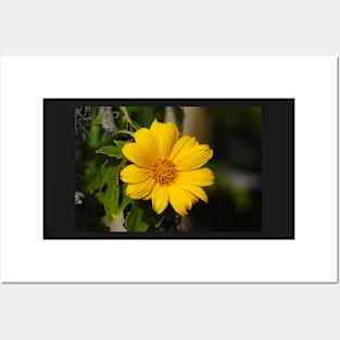 Narrowleaf Sunflower Posters and Art